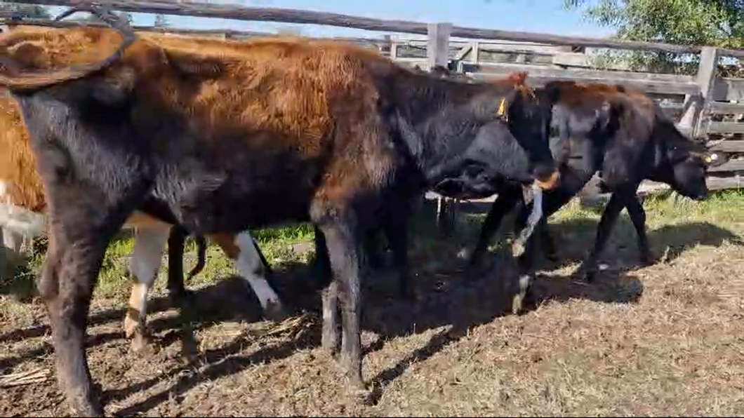 Lote 22 Vaquillonas  Yesey y Kiwi a remate en Pantalla Camy  220kg -  en Ciudad Rodriguez