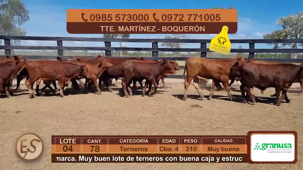 Lote (Vendido)78 Terneros Cbo 4 a remate en Feria Elite de Terneros Cbo 4 - DEL DUERO SA 210kg - , Boquerón