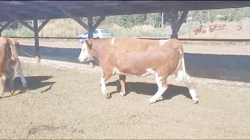 Lote 20 Vaquilla Gorda en Los Ángeles, VIII Región Biobío