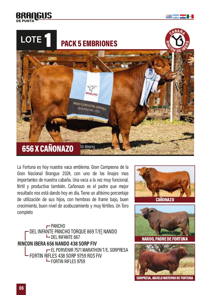 Lote PACK 5 EMBRIONES 656 x CAÑONAZO