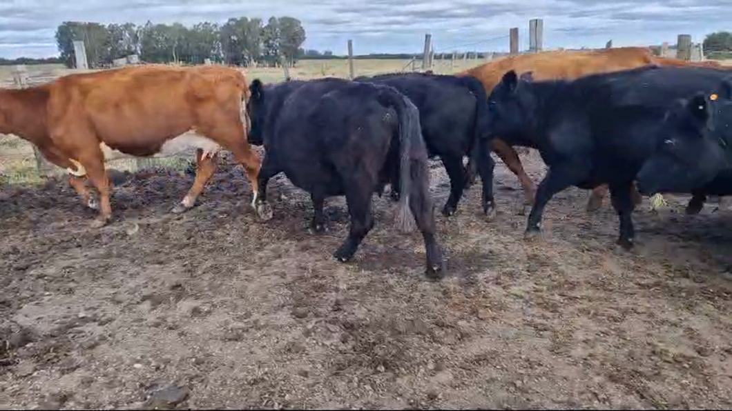 Lote 20 Vacas preñadas Angus y Hereford a remate en Pantalla Camy , San José