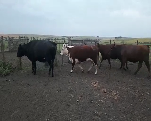 Lote (Vendido)4 Vacas de Invernada 510kg -  en YOUNG