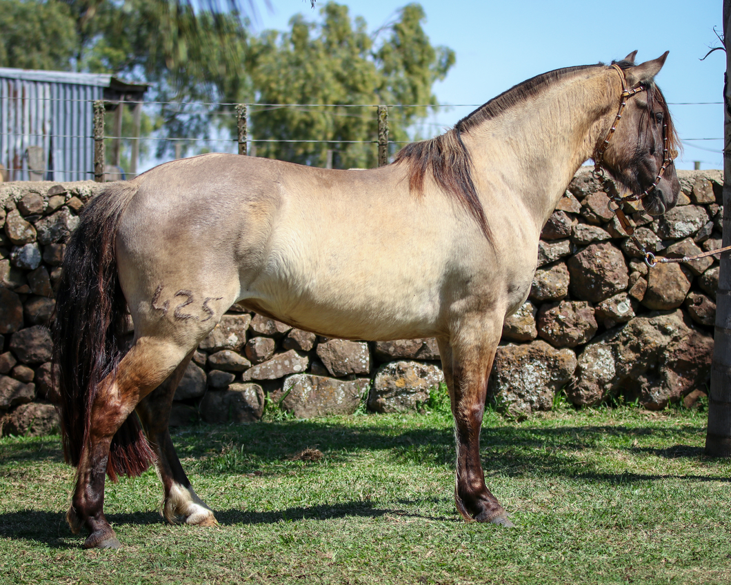 Lote Santa Ines Serenata