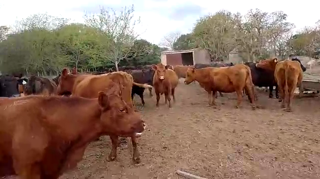 Lote 34 Vacas medio uso C/ gtia de preñez en San Andrés de Giles, Buenos Aires