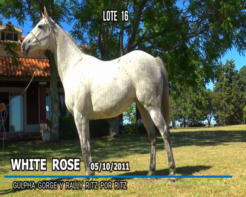 Lote WHITE ROSE