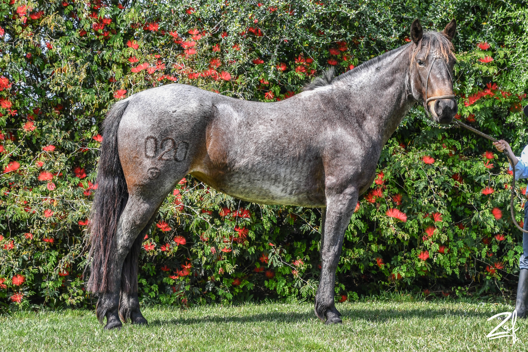 Lote RANCHERA DE L TOTORAL