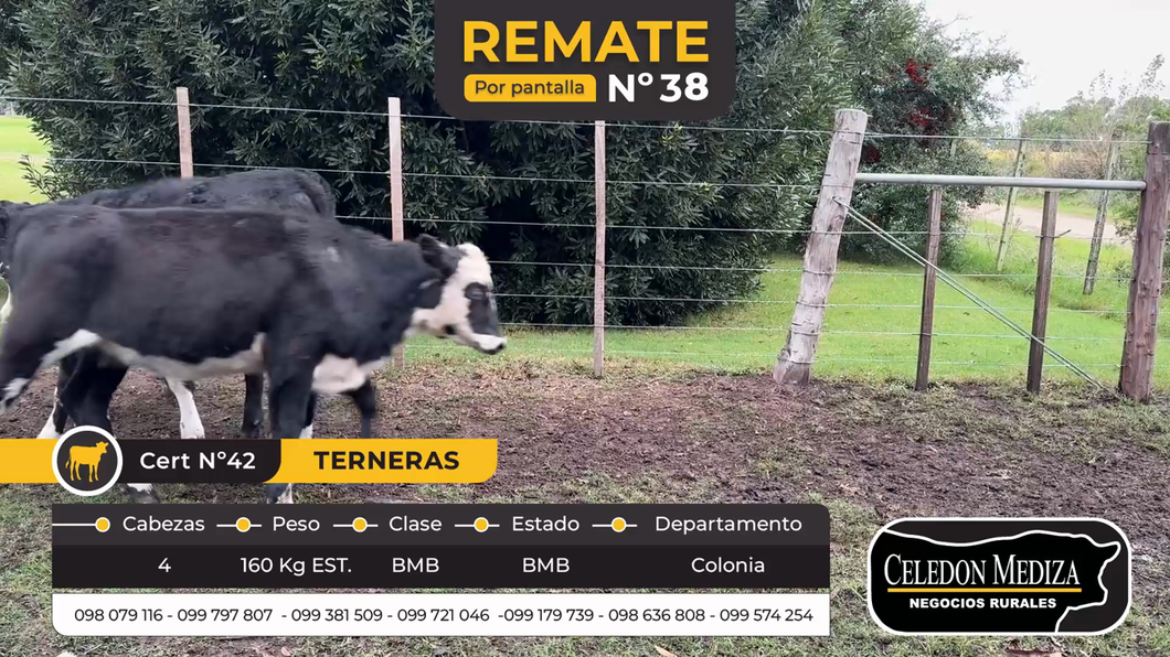 Lote 4 Terneras en Tarariras, Colonia