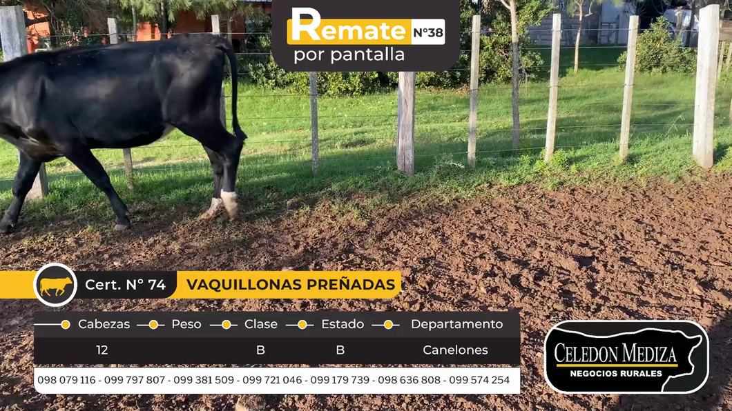 Lote 12 Vaquillonas preñadas en Canelones