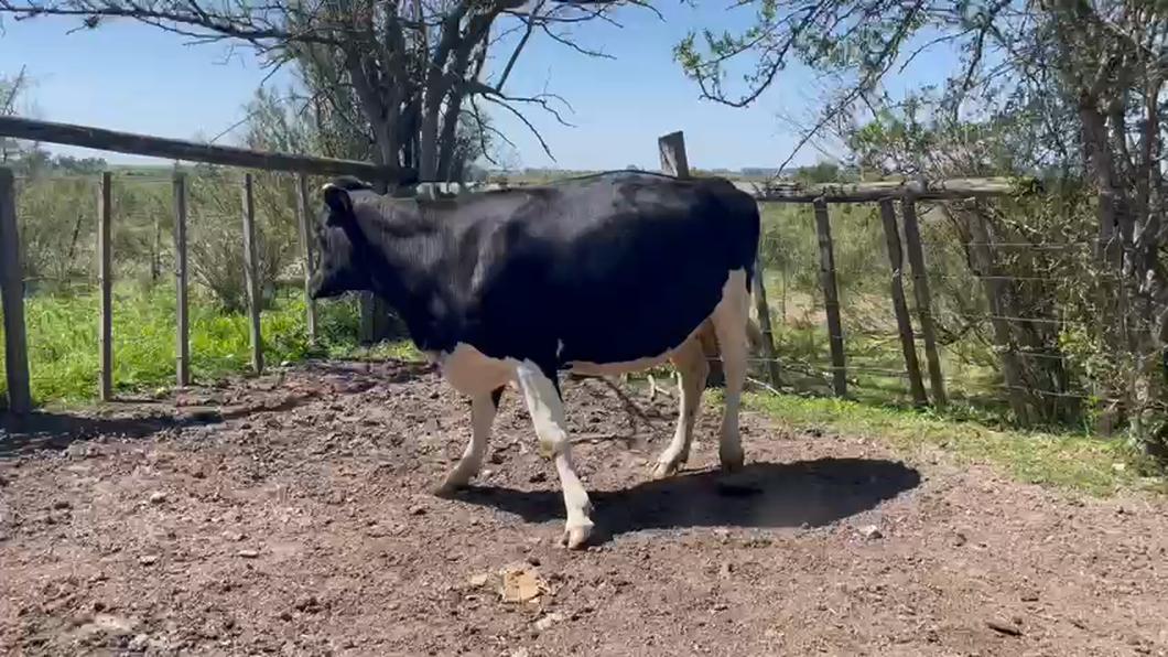 Lote Vaquillonas  Holando a remate en 9° Entre Martillos -kg -  en Rincón de conde