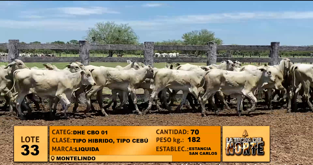Lote Lote 33