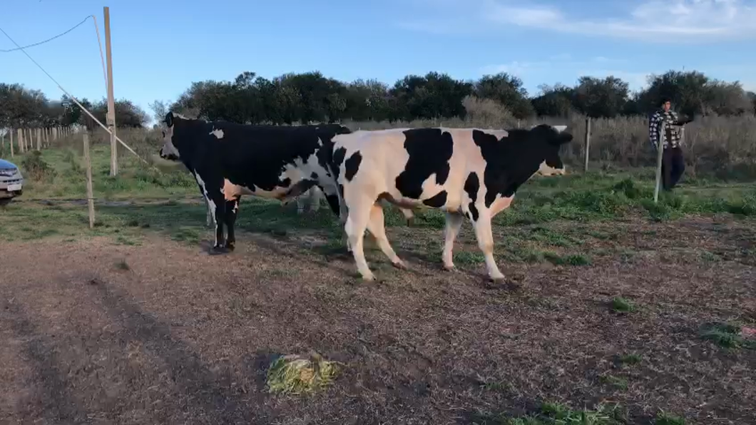 Lote 2 Toros Industria a remate en Aniversario 115 Años - Camy en Pantanoso