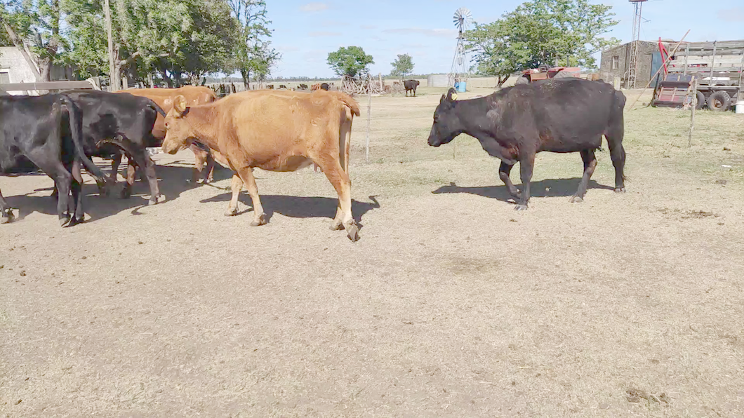 Lote 37 Vacas nuevas C/ gtia de preñez en Cañuelas, Buenos Aires