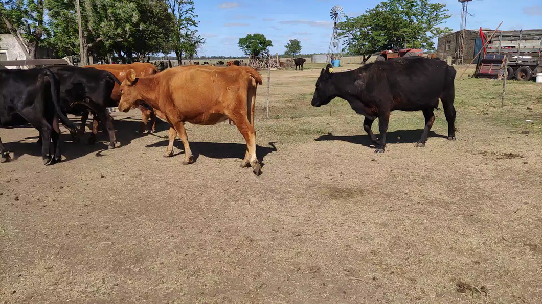 Lote 37 Vacas nuevas C/ gtia de preñez en Cañuelas, Buenos Aires