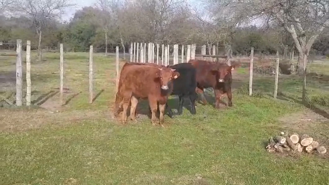 Lote (Vendido)4 Terneros ANGUS/ LIM a remate en #46 Pantalla Carmelo 235kg -  en JUAN GONZALEZ