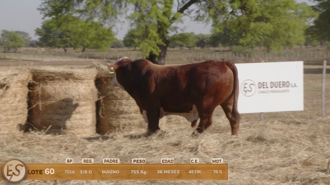 Lote Toro