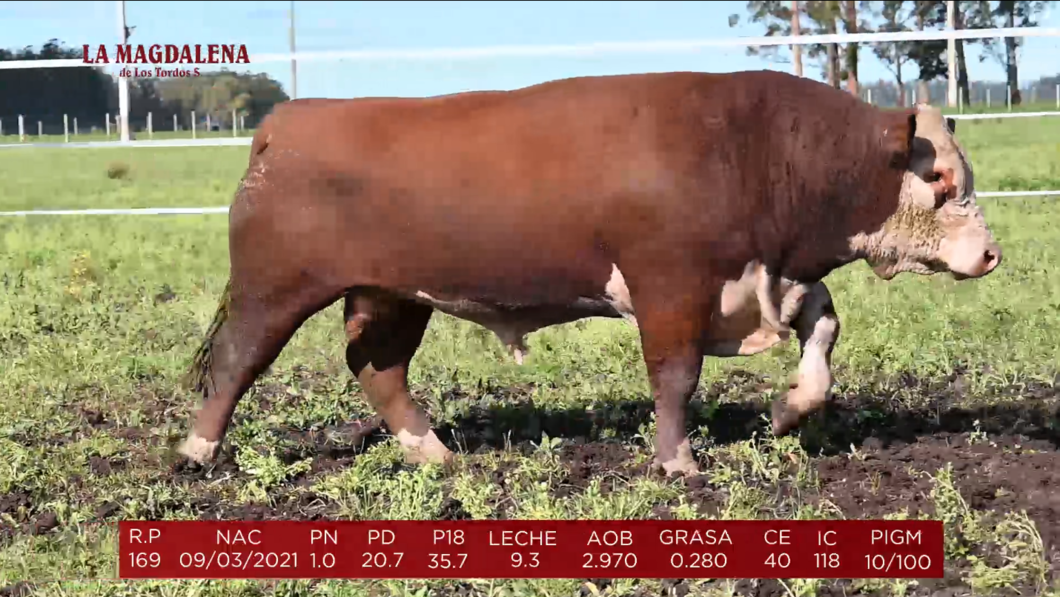 Lote Brete 9 - Polled Hereford