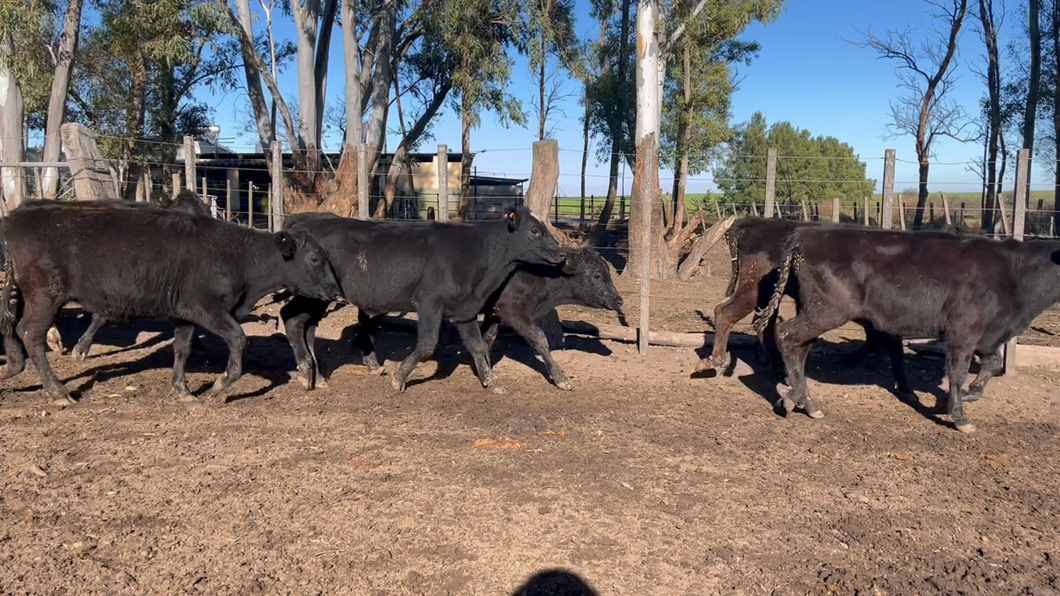 Lote TERNERAS