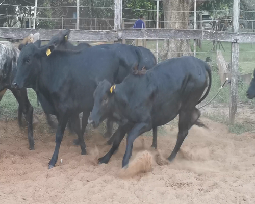 Lote 11 Vaquillas Brangus Negras,  Hoscas Acebusadas y Barcinas a remate en Remate Virtual 270kg -  en CORONEL OVIEDO