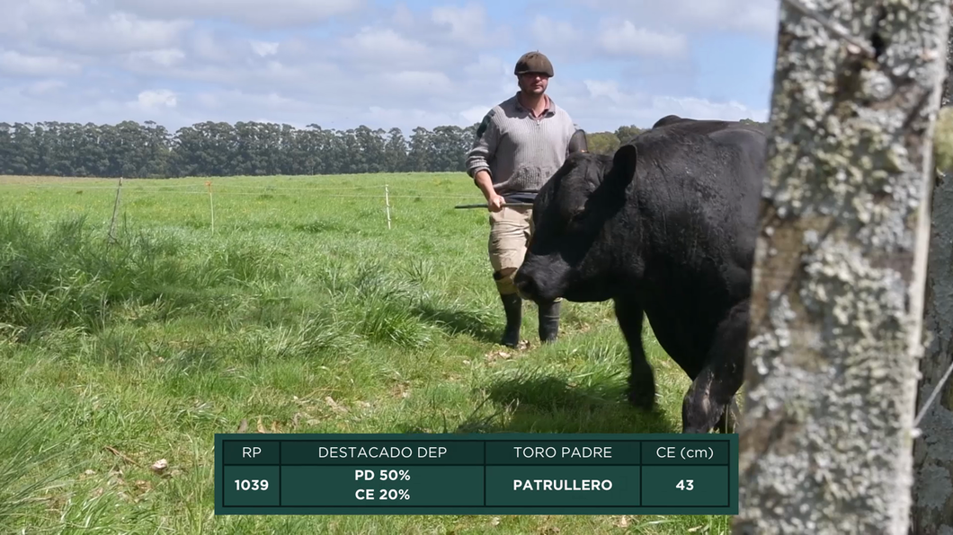 Lote Toros a remate en 16º Remate Anual La Campana de Ardao, Treinta y Tres