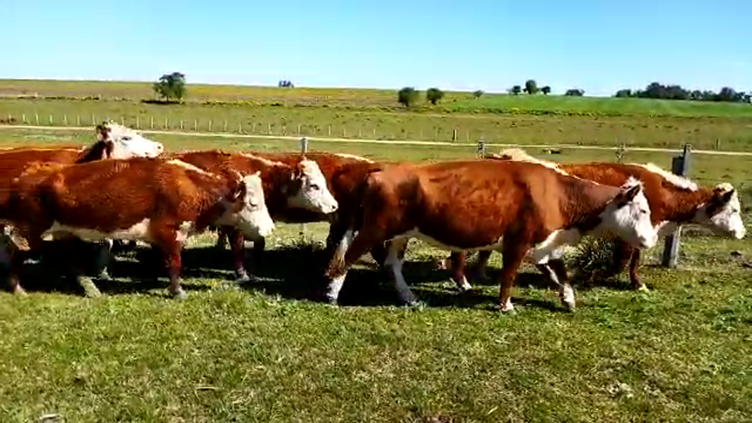 Lote (Vendido)12 Vacas de Invernada HEREFORD a remate en PANTALLA FEDERICO GARLAND 340kg -  en CUCHILLA DEL PERDIDO