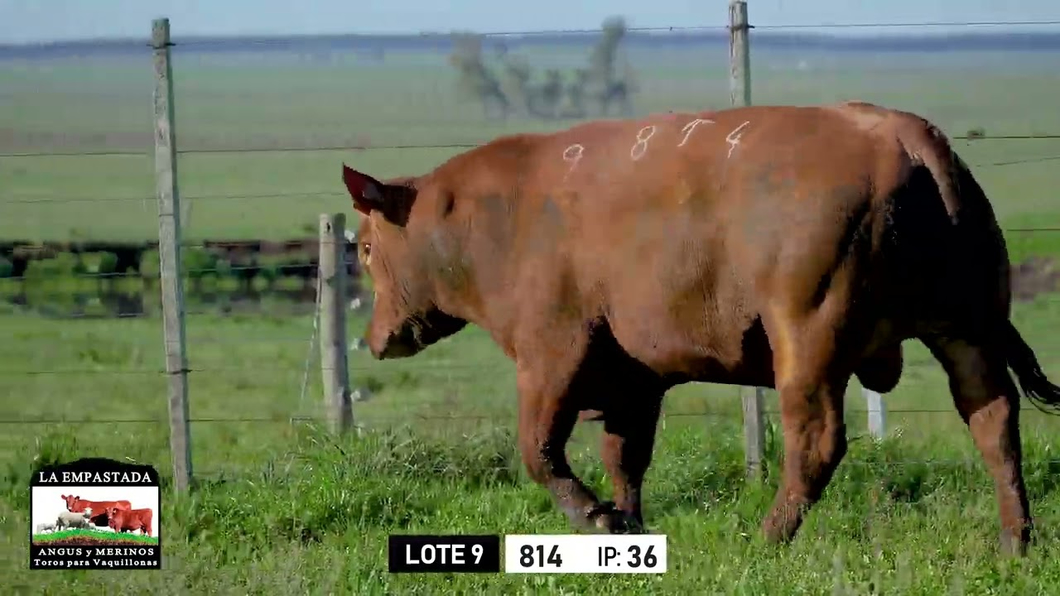 Lote Toros a remate en Toros para Vaquillonas - La Empastada, Durazno