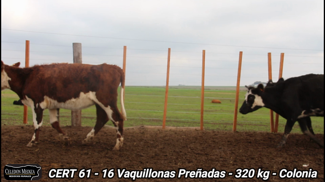 Lote 16 Vaquillonas preñadas en La Horqueta, Colonia