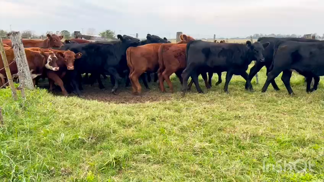 Lote 32 Terneras