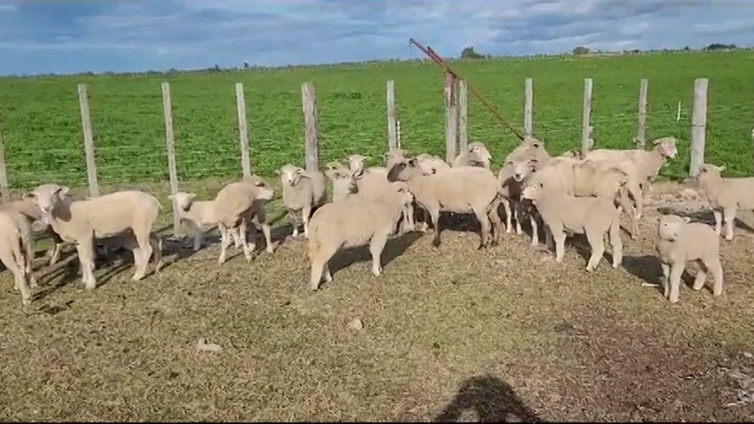 Lote (Vendido)28 Ovejas con cría al pié TEXEL/ CARA MORA a remate en #37 Pantalla Carmelo en Santa Catalina