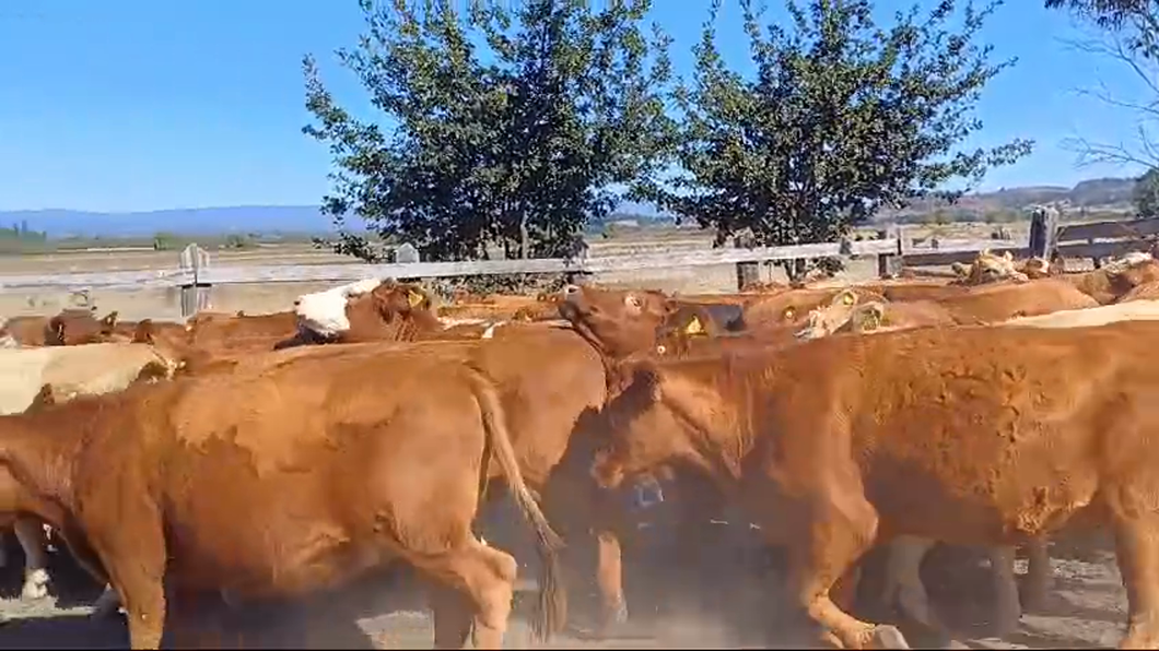 Lote 51 Vaquilla Engorda en Traiguén, IX Región Araucanía
