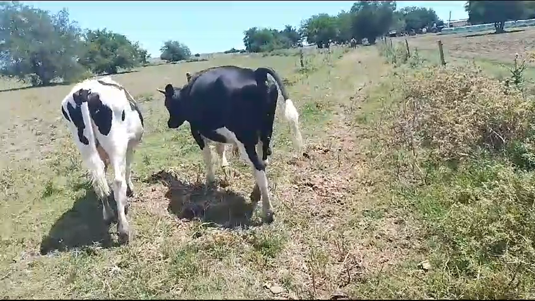 Lote 2 Terneros Holando a remate en Ultima Pantalla del Año - Escritorio Camy en Chamizo