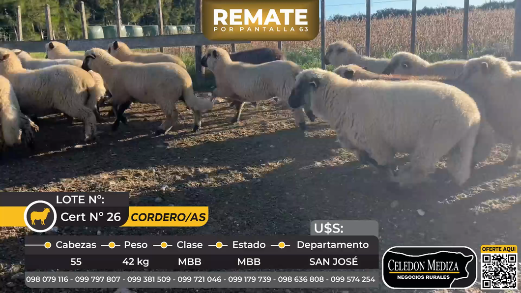 Lote 55 Corderos/as en Ruta 1 km 106,San José