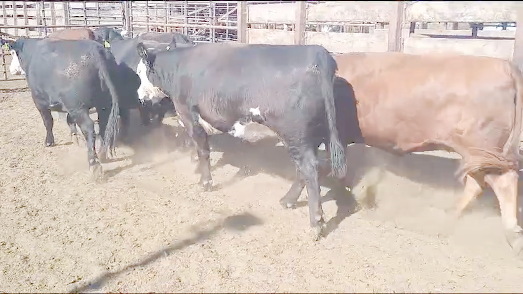 Lote 20 Vaquilla Gorda en Los Ángeles, VIII Región Biobío