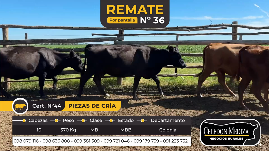 Lote 10 Piezas de cría en Otra Localidad, Colonia