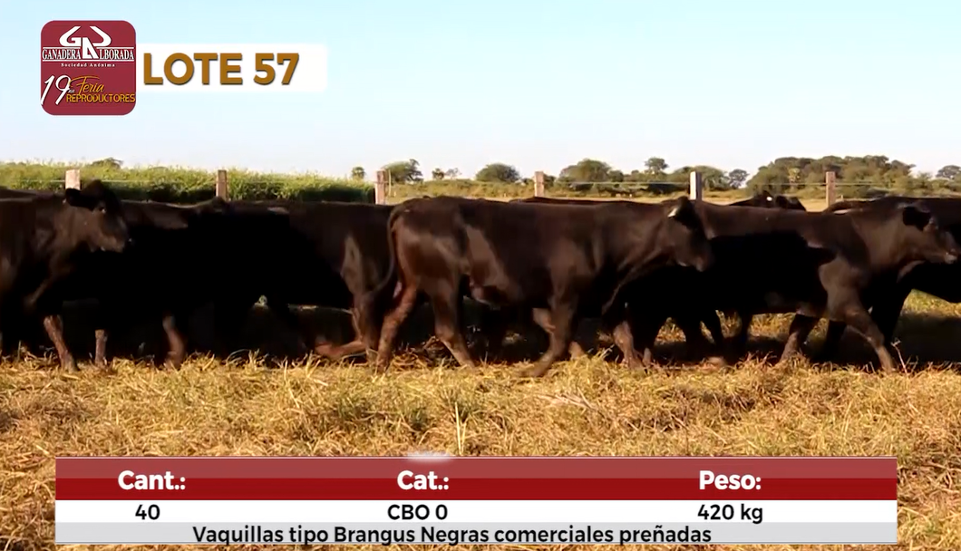Lote Reproductores de Alborada - Lote 57