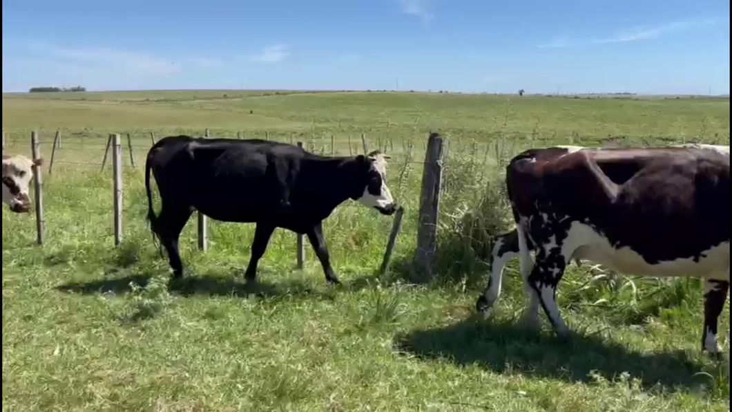 Lote VACAS DE INVERNADA