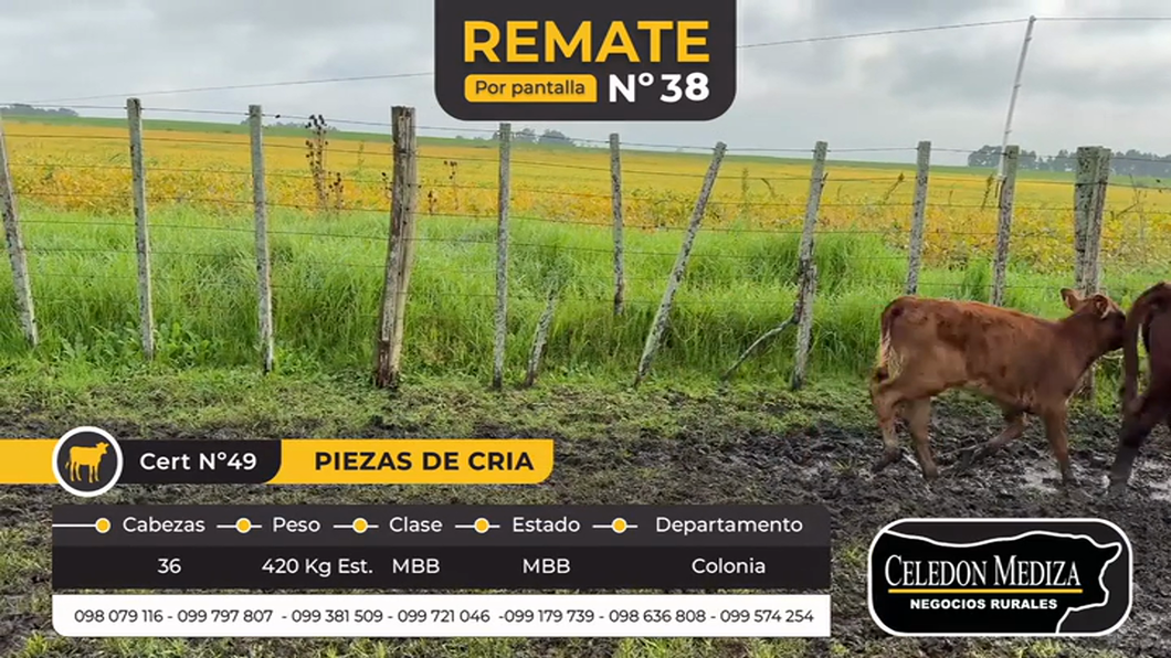 Lote 36 Piezas de cría en Colonia