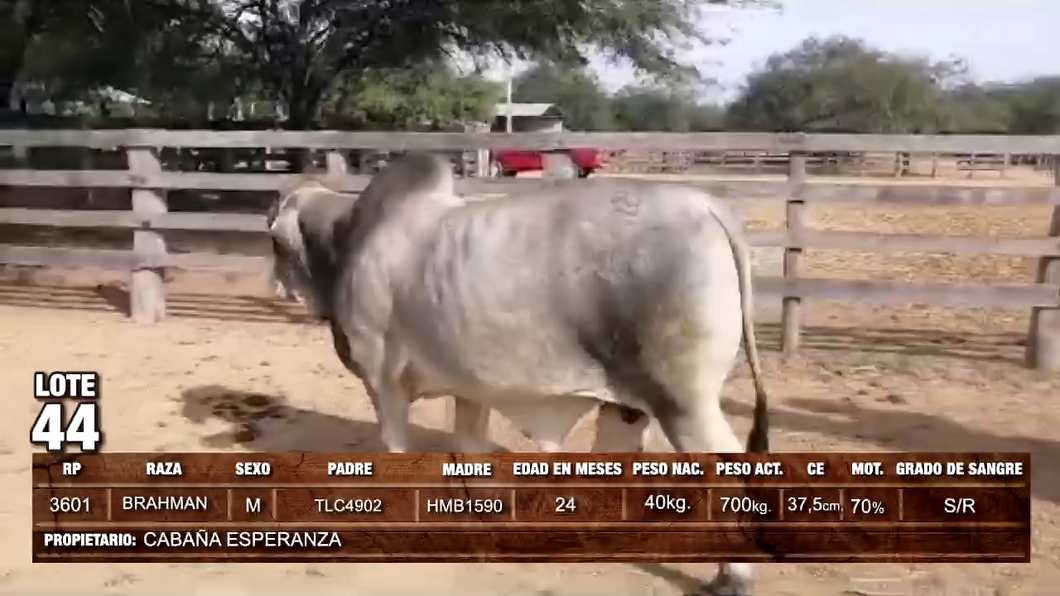 Lote (Vendido)Toros BRAHMAN a remate en GRAN REMATE GANADERO MULTIRAZAS - REMATES PDC 700kg -  en Loma Plata