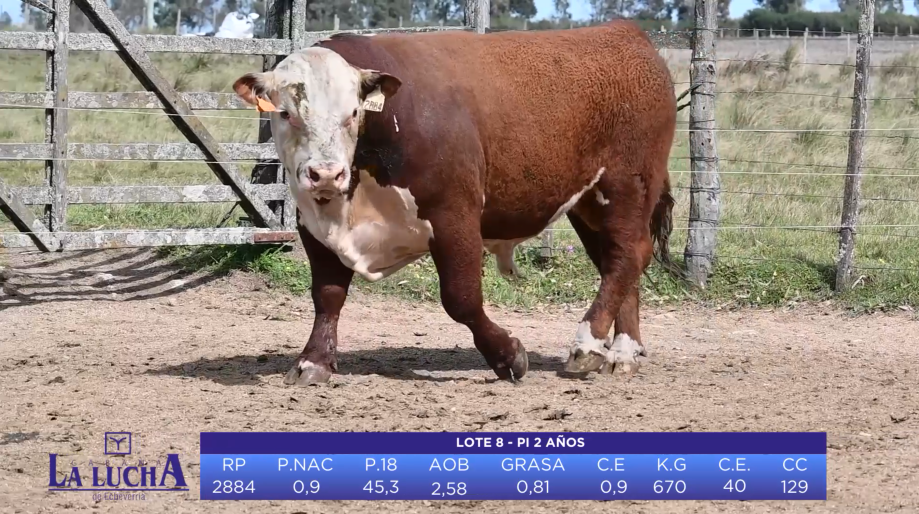 Lote Lote 19 - Toros PI 2 AÑOS