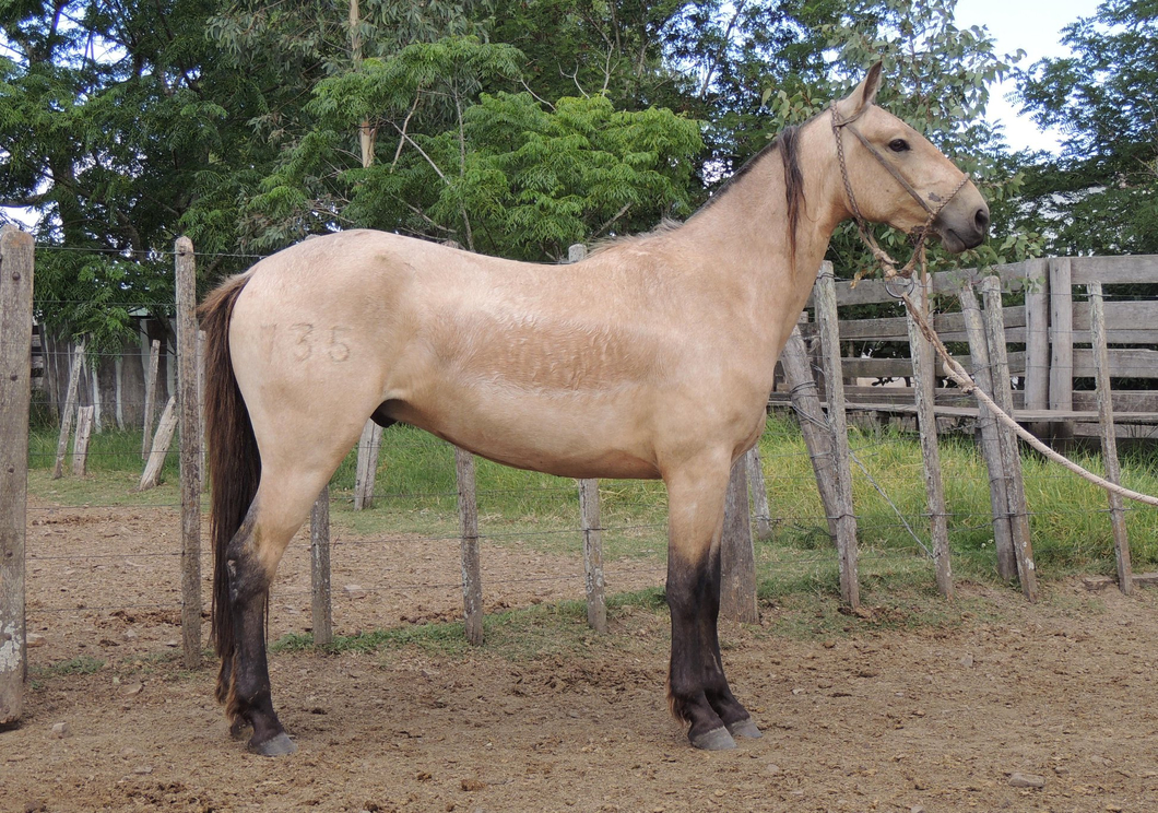 Lote RP 735 CHACAL CARAGUATA