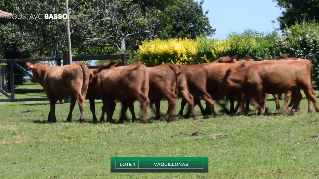 Lote 13 Vaquillonas  a remate en Remate Cabaña San Jose, Cerro Largo