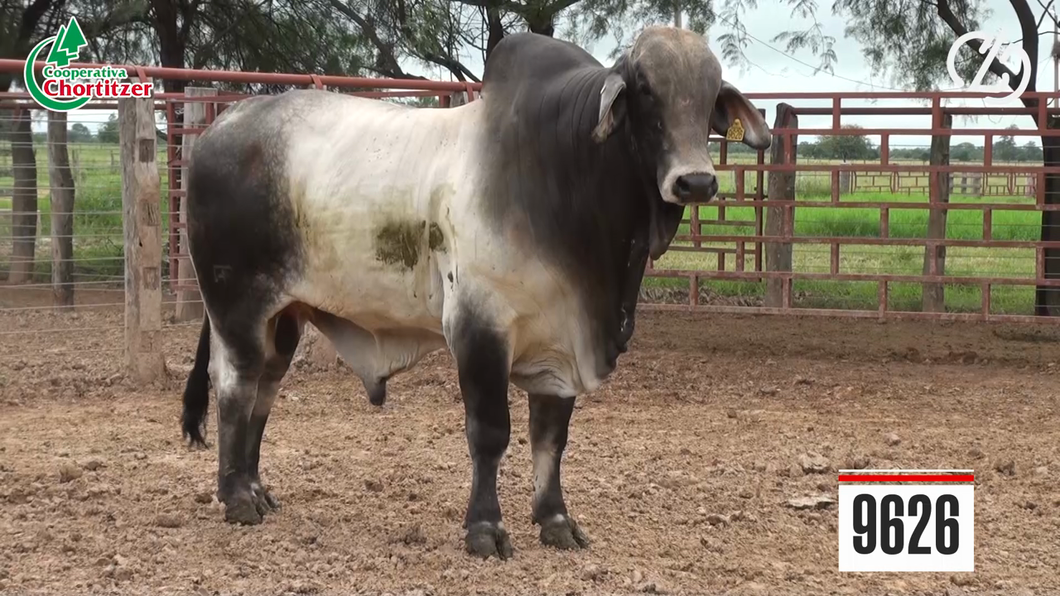 Lote Toros Brahman