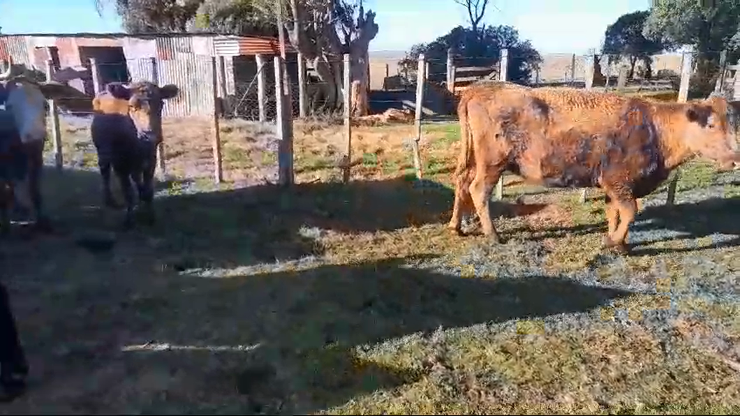 Lote 18 Vacas de Invernada De carne a remate en Pantalla Aniversario - Escritorio Camy en San Gregorio