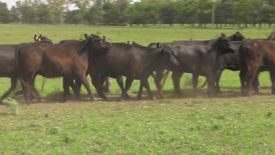 Lote 15 Vaquillonas C/ gtia de preñez en Lincoln, Buenos Aires