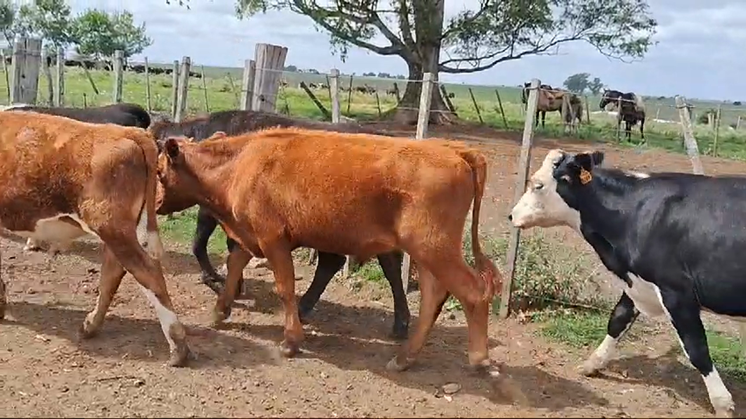 Lote 16 Terneras a remate en Pantalla Camy, San José