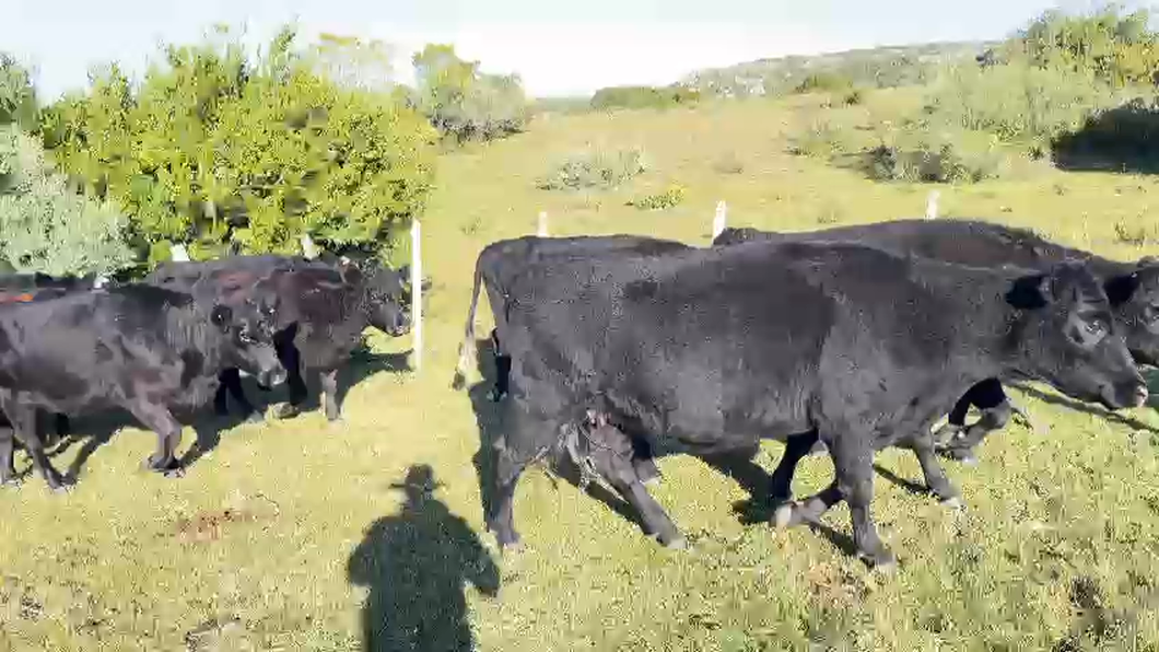 Lote 17 Vacas de Invernada en Polanco Norte, Lavalleja