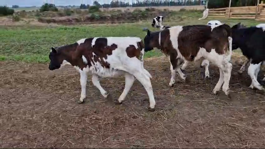 Lote 14 Terneros Holando a remate en Pantalla Camy  en Libertad