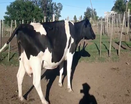Lote (Vendido)Vacas de Invernada HOLANDO a remate en Pantalla Camy - Febrero 2022 500kg - , San José
