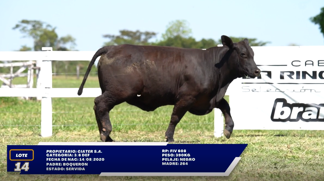 Lote LOTE 14