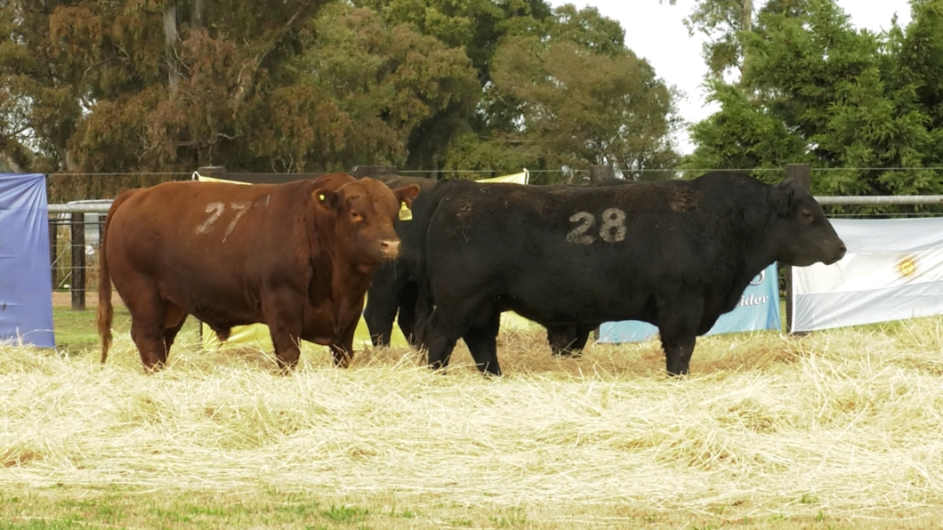 Lote TOROS ANGUS PURO CONTROLADO