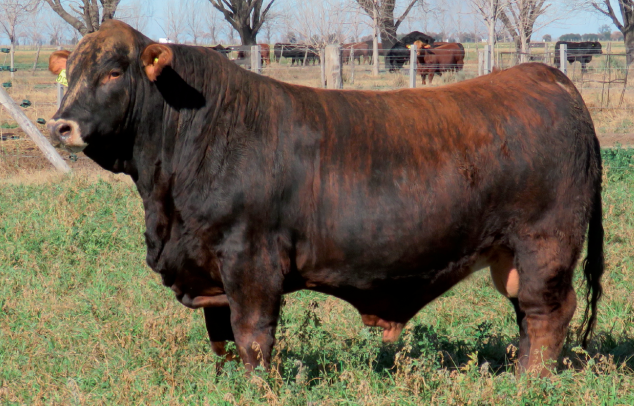 Lote Toros  Brangus -  Don Pedro